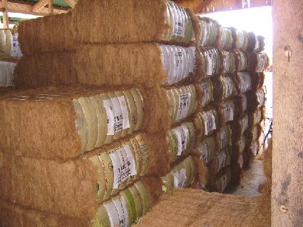  Coconut Coir Fiber