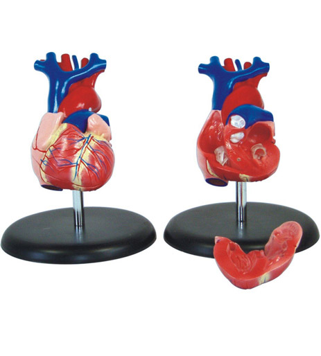  Life-size Heart Model (Натуральную величину модели сердца)