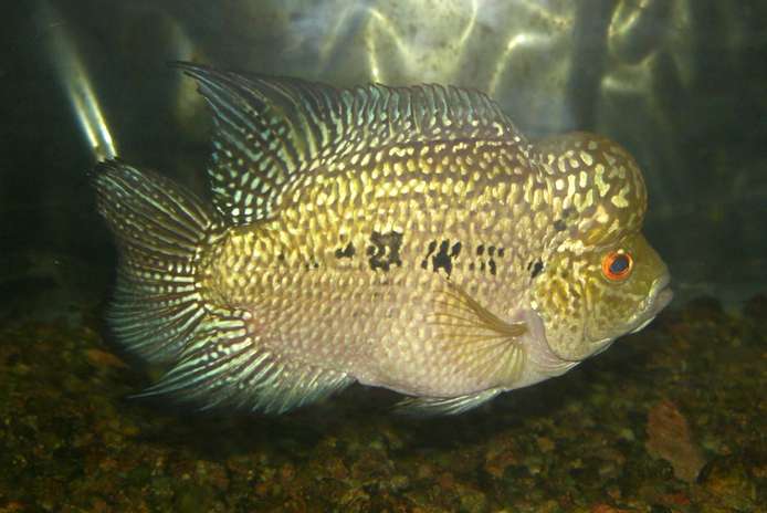  Flowerhorn Live Fish (Flowerhorn Live Fish)