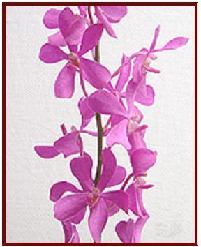  Orchids (Orchideen)