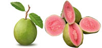  Guava Pulp / Puree (Goyave de pâtes / purée)