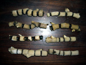 Bamboo Coral (Bamboo Coral)