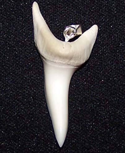 Mako Shark Teeth (Mako Shark Teeth)