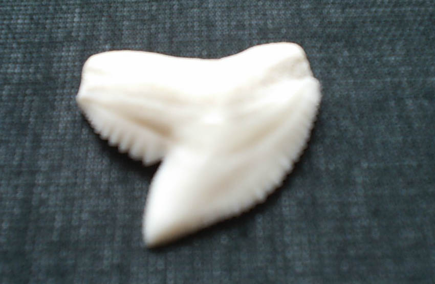Tiger Shark Teeth (Tiger Shark Teeth)