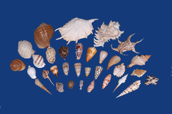  Seashells (Coquillages)