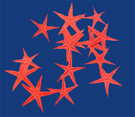  Preserved Starfish (Conserves de Starfish)