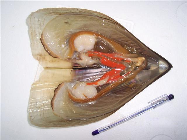  Color Razor Shell (Couleur Razor Shell)