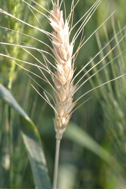  Organic Wheat