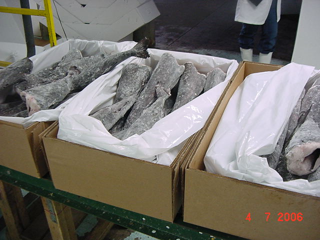 ing Live Sablefish, Blackcod, Butterfish (ing Live Sablefish, Blackcod, Butterfisch)