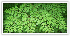  Drumstick-Horse Radish Tree (Moringa Oleifera) Moringa Products (Drumstick-Horse Radish Tree (Moringa oleifera) Produits de Moringa)