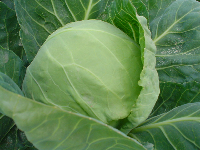  Chinese Cabbage (Китайская капуста)