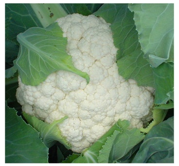  Cauliflower (Цветная капуста)