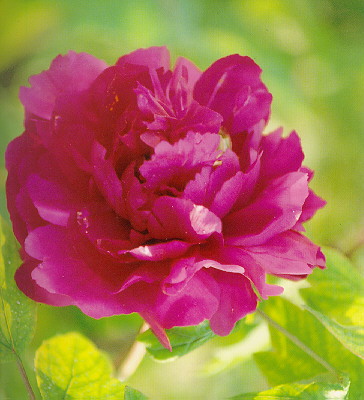  Tree Peony (Tr  Пионы)