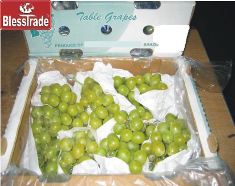 Green Grape, frisches Obst (Green Grape, frisches Obst)