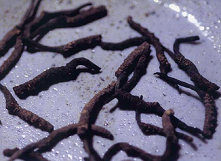 Cordyceps Cs-4 Mycelium Extract (paecilonyces Hepiali Chen) (Cordyceps CS-4 Myzel-Extrakt (paecilonyces Hepiali Chen))