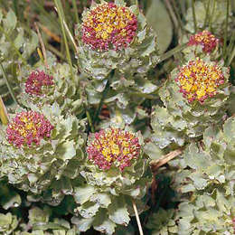  Rhodiola Rosea Extract With Salidrosides, Rosavins ( Rhodiola Rosea Extract With Salidrosides, Rosavins)