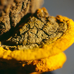  Sang-Hwang Mushroom Extract Phellinus Linteus Polysaccharide (Sang-Hwang Pilzextrakt Phellinus Linteus Polysaccharide)