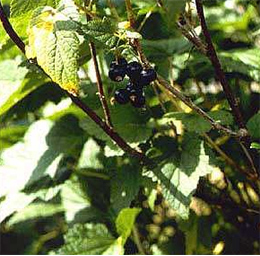 Schwarze Johannisbeere Berry Extract, Ribes Nigrum (Schwarze Johannisbeere Berry Extract, Ribes Nigrum)