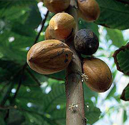  Theobroma Cocao / Theobroma Cacao, Cocoa Extract Thebromine