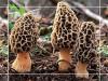  Morels ( lack Mushrooms