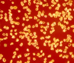  Synthetic Diamond Powder ( Synthetic Diamond Powder)