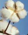  Raw Cotton ( Raw Cotton)