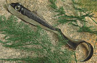  Soft Fishing Lure (Soft Fishing Lure)