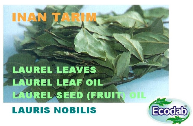 Laurel (Bay) Leaf, Laurel (Bay) Leaf Oil, With Organic Certificate