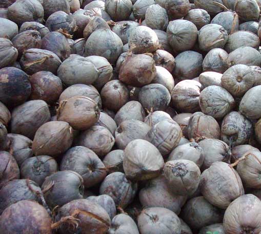  Fresh Young Coconut
