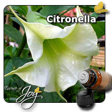  Citronella Oil