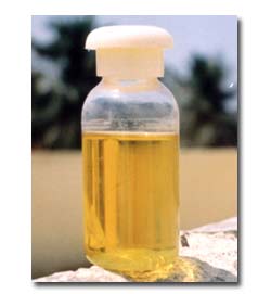  Moringa Oil- Moringa Oliefera ( Ben Oil) Moringa Seeds ( Moringa Oil- Moringa Oliefera ( Ben Oil) Moringa Seeds)