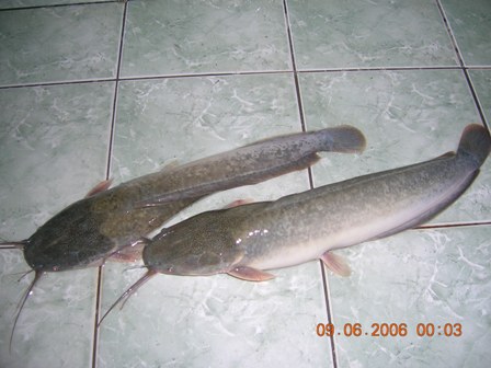  Catfish Fresh Water Fish (Catfish poissons d`eau douce)