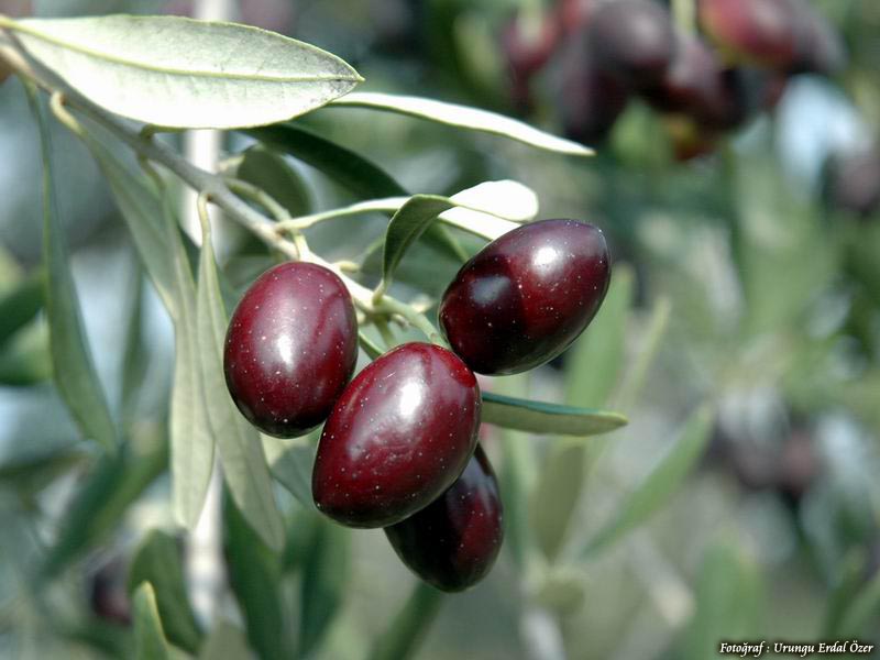 Schwarze Oliven, grüne Oliven, Gefüllte Olive (Schwarze Oliven, grüne Oliven, Gefüllte Olive)