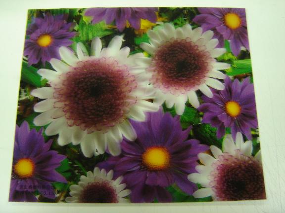  3D Lenticular Label