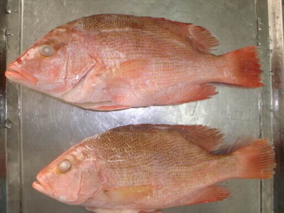  Frozen Red Snapper Fillets (Frozen Red Snapper Filets)