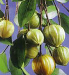  Garcinia Cambogia Extract Hydroxycitric Acid