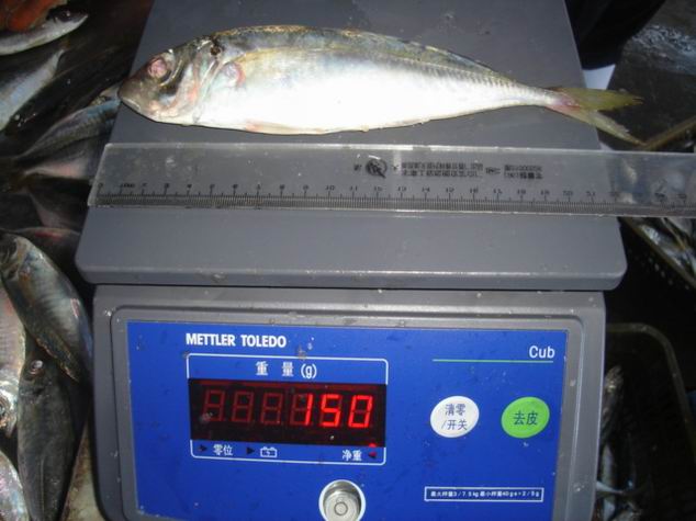  Frozen Japanese Horse Mackerel (Frozen Japanisch Stöcker)