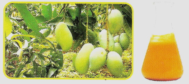 Single Mango-Püree (Single Mango-Püree)