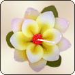  Scented Floating Candle Medium Lotus ( Scented Floating Candle Medium Lotus)