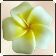  Scented Floating Candle Large Frangipani (Frangipani flottante Bougie parfumée Large)