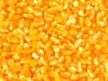  Maize ( Maize)