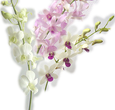  Orchid (Орхидея)