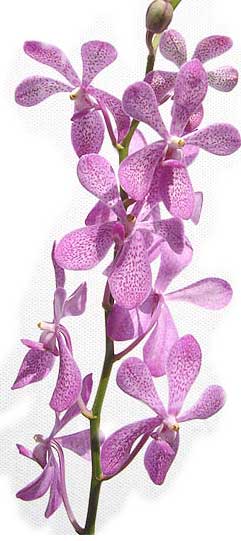  Orchid (Орхидея)