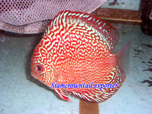 Discus Redgold Tiger Skin (Discus Redgold тигровой шкуре ")
