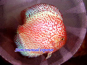 Discus Redgold Tiger Snakeskin (Discus Redgold Tiger Snakeskin)