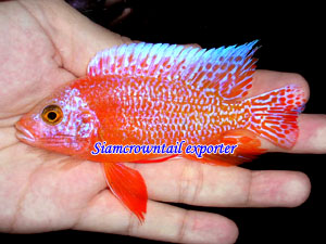  Malawi Cichlids From Thailand (Малави цихлид из Таиланда)