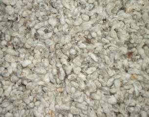  Cotton Seeds (Семена хлопчатника)