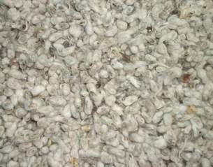 Cotton Seeds (Graines de coton)