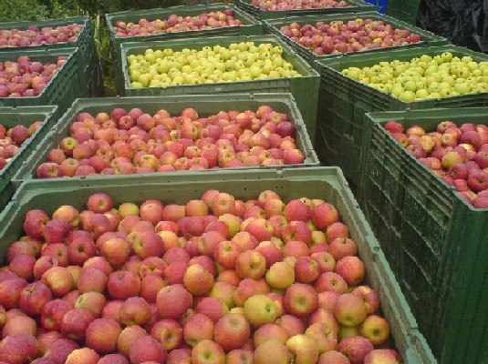  Apple, Plums, Apricots (Apfel-, Pflaumen, Aprikosen)