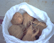 Fresh Coconut Semi Husk (Coco fraîche semi Husk)